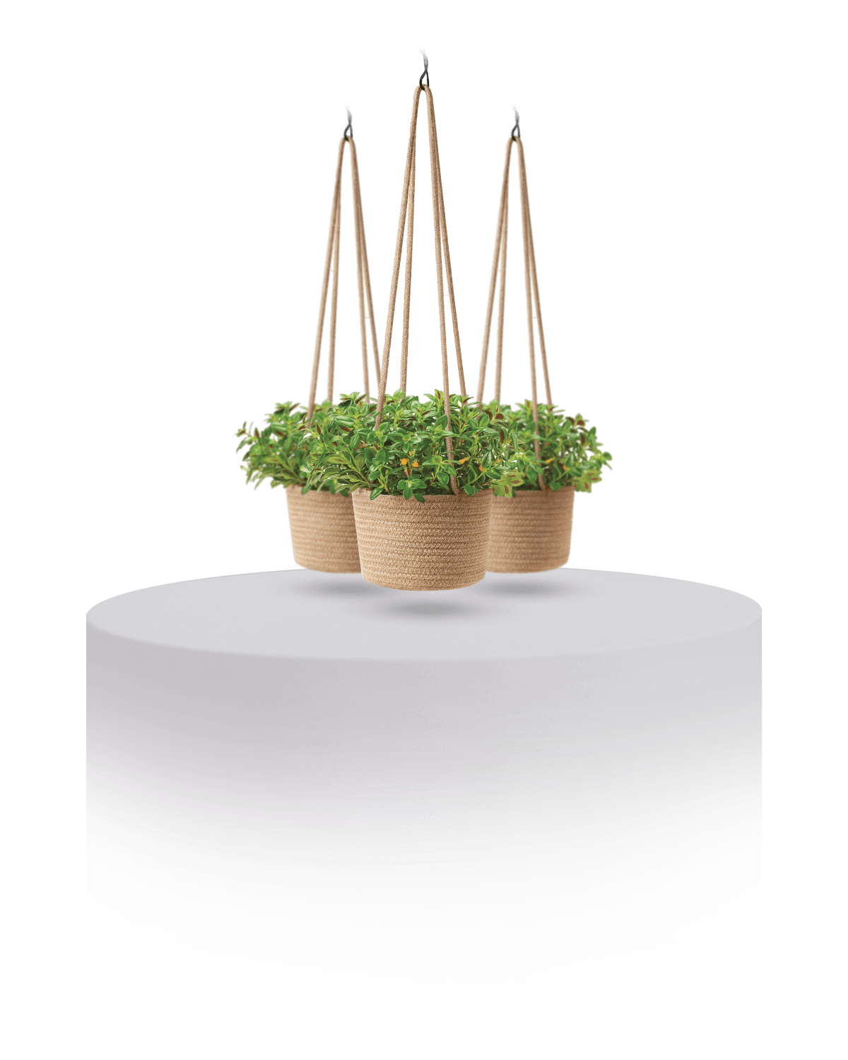 Coconut Hanging Basket