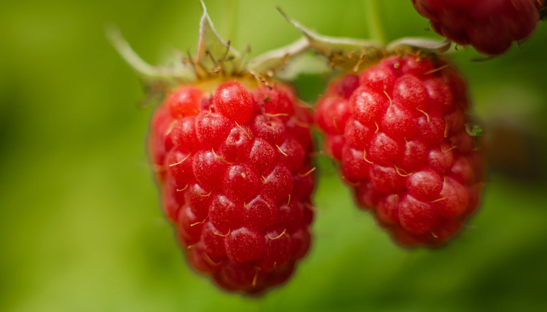 How To Grow Raspberries?