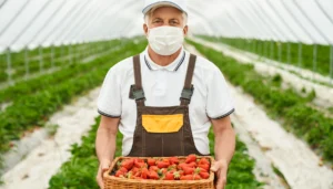 how to plant strawberries