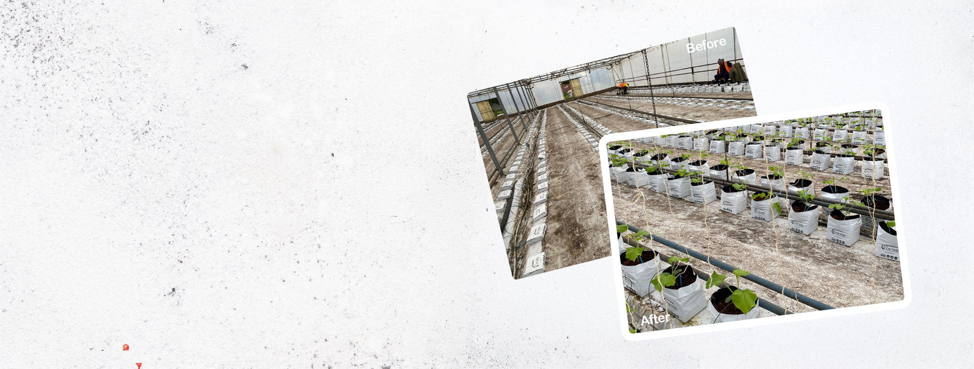 SustainaSustainable Cucumber Farming with Coir-Based Solutionsble Cucumber Farming with Coir-Based Solutions